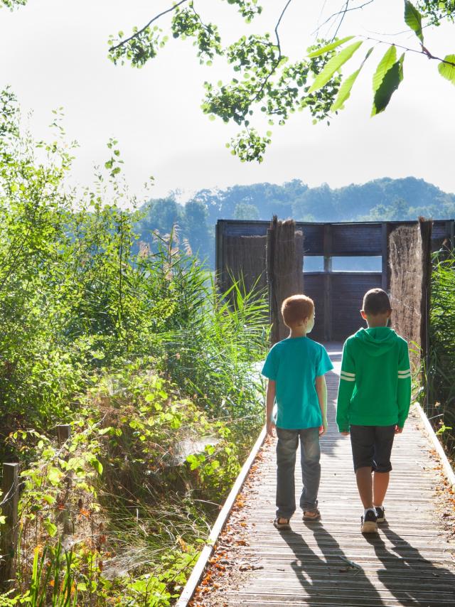 Observation des oiseaux et promenade au bord des etangs de la Dombe, Ain.