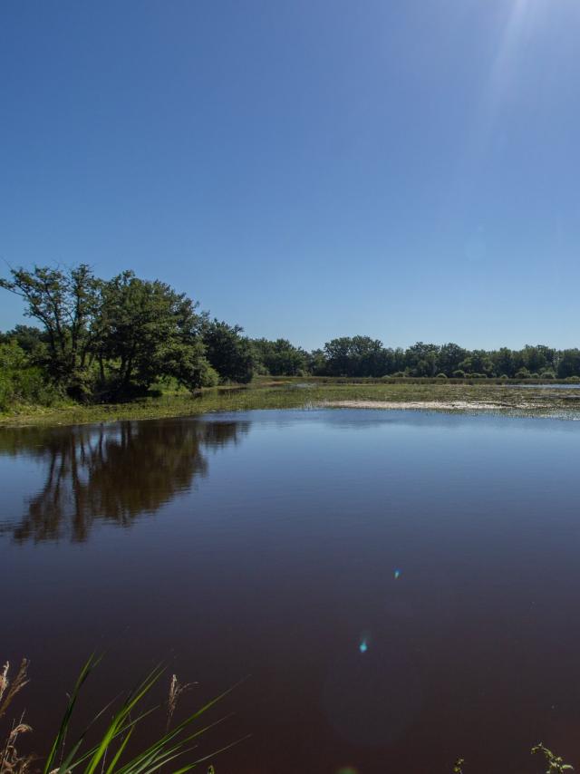 Balade aux bords des étangs de la Domes