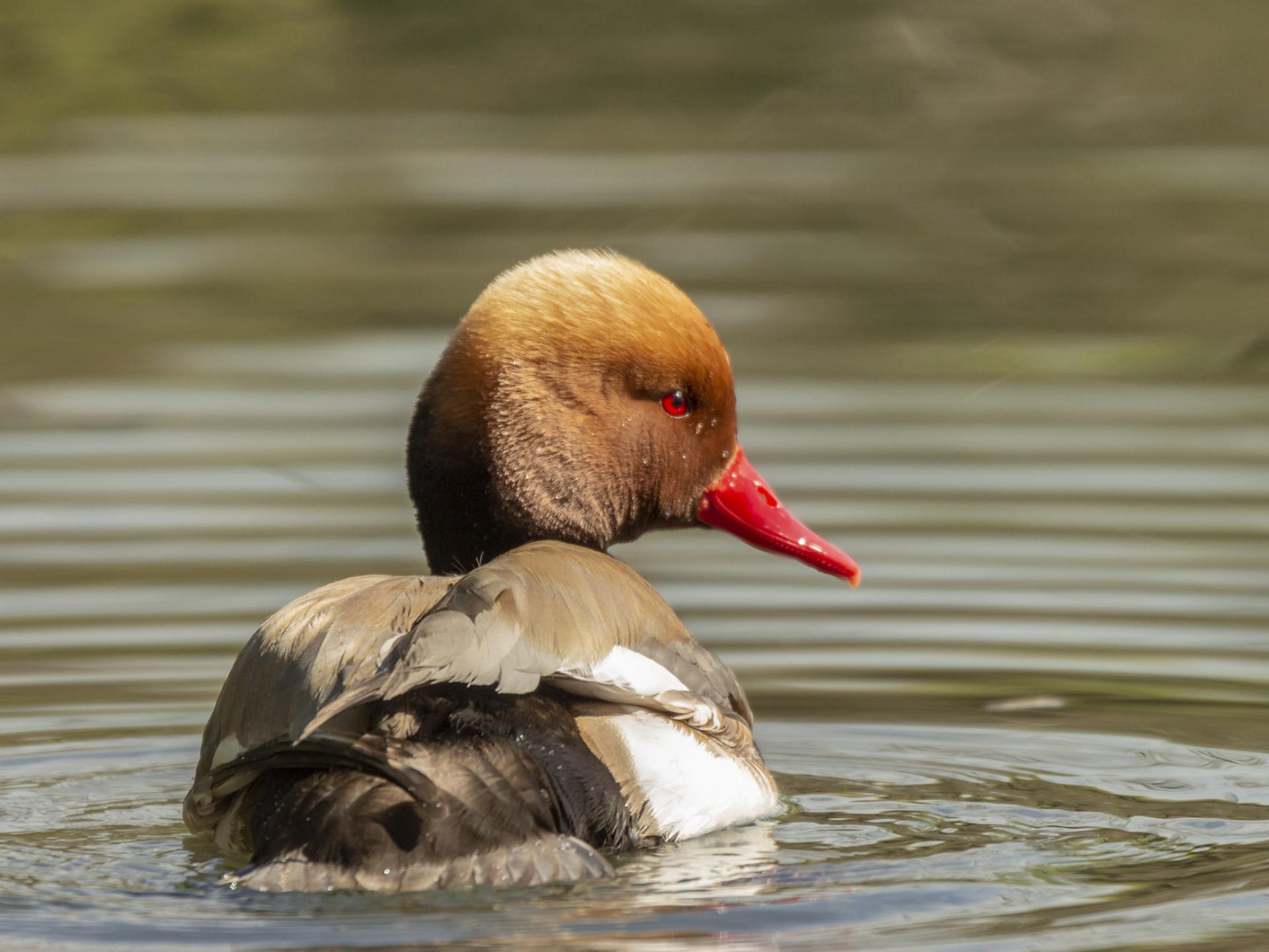 Les circuits de balades en Dombes