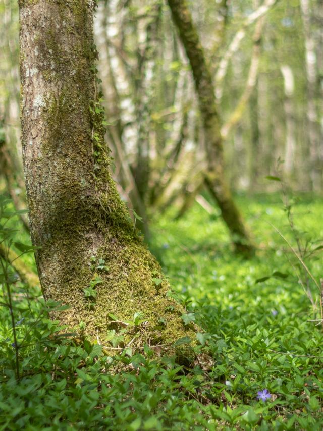 Circuit de balade proche de Lyon en pleine nature