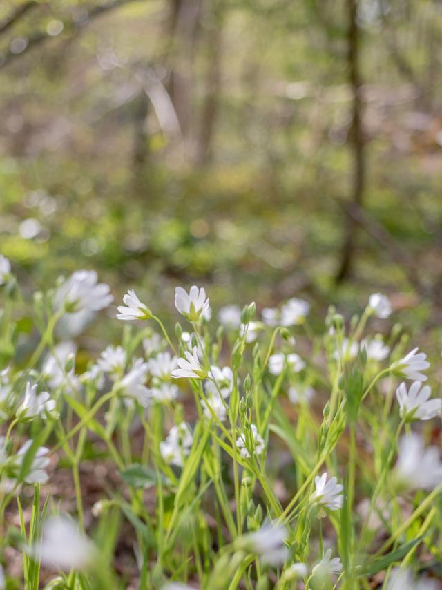 Circuit de Randonnée proche de Lyon en Dombes