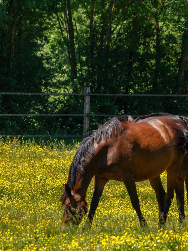 Chevaux en Dombes pré fleuri