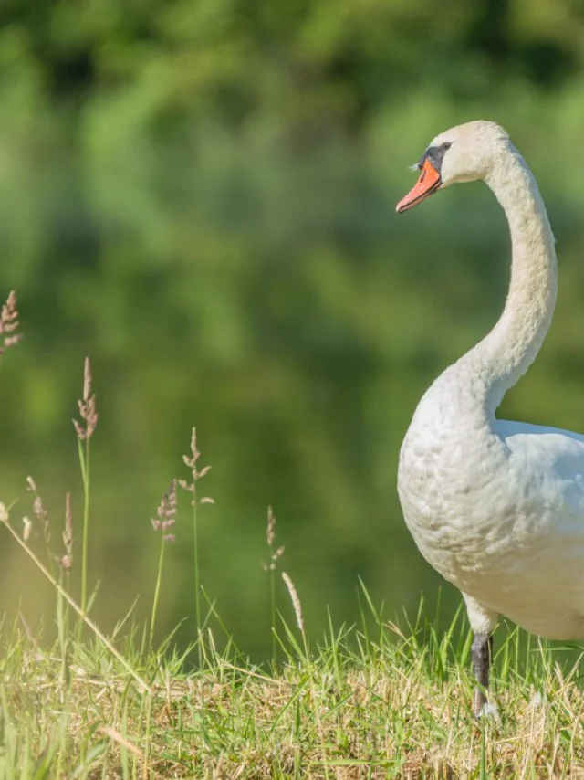 Cygne Etang Saint Andre De Corcy