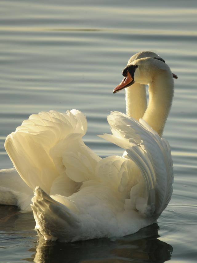 Cygne Tubercule