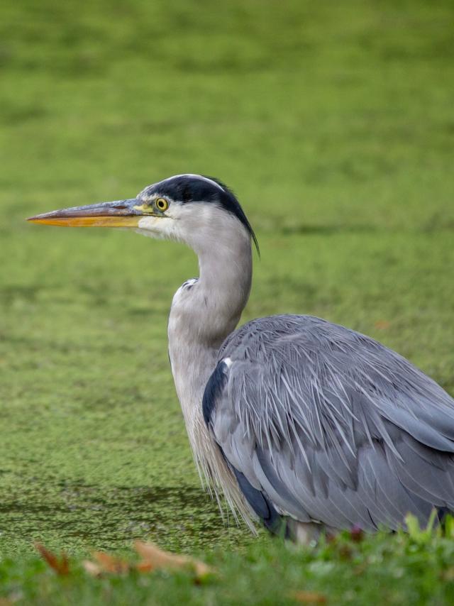 Heron Cendre