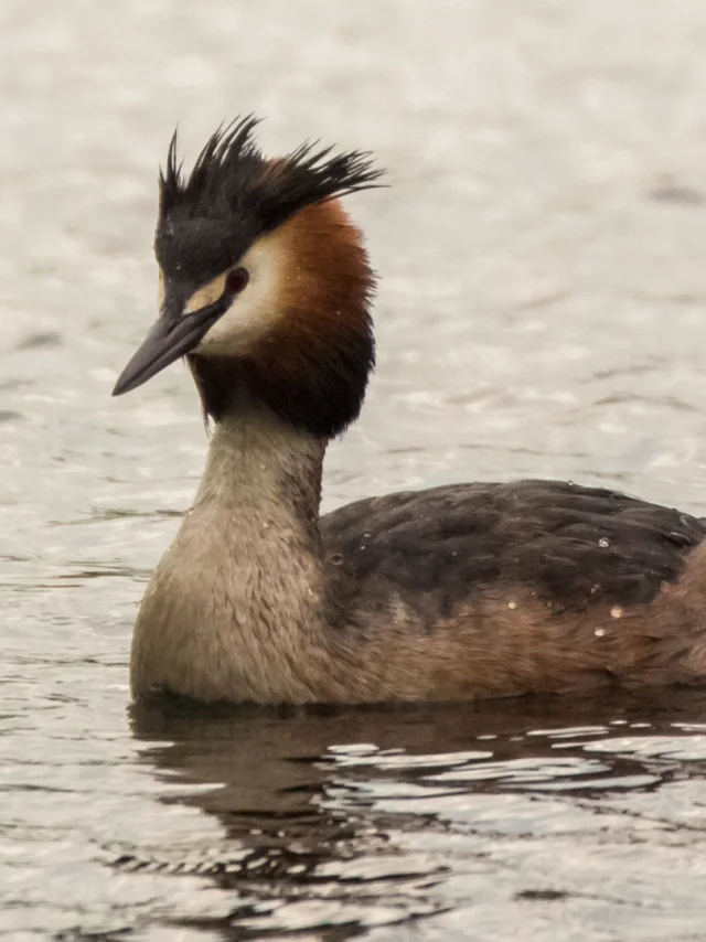 Grebe-huppe-2.png
